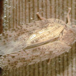 Leafhopper factsheet
