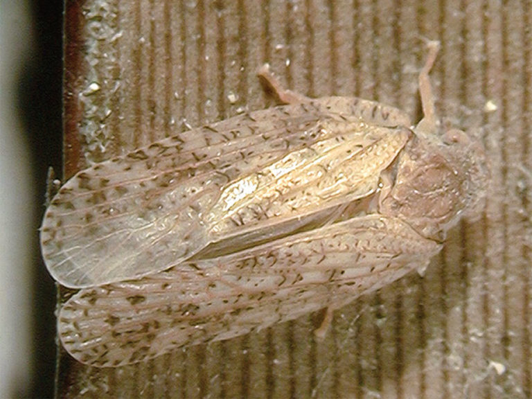 Leaf Hopper Factsheet Northern Tree Care