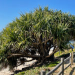 pandanus shots