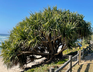 pandanus shots