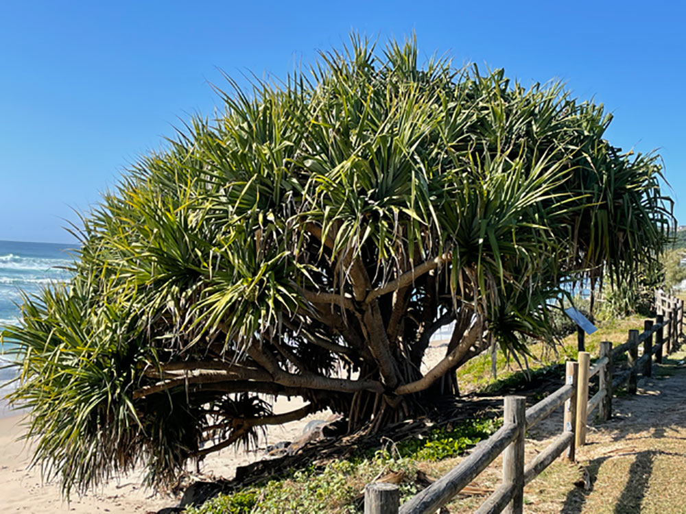 pandanus shots