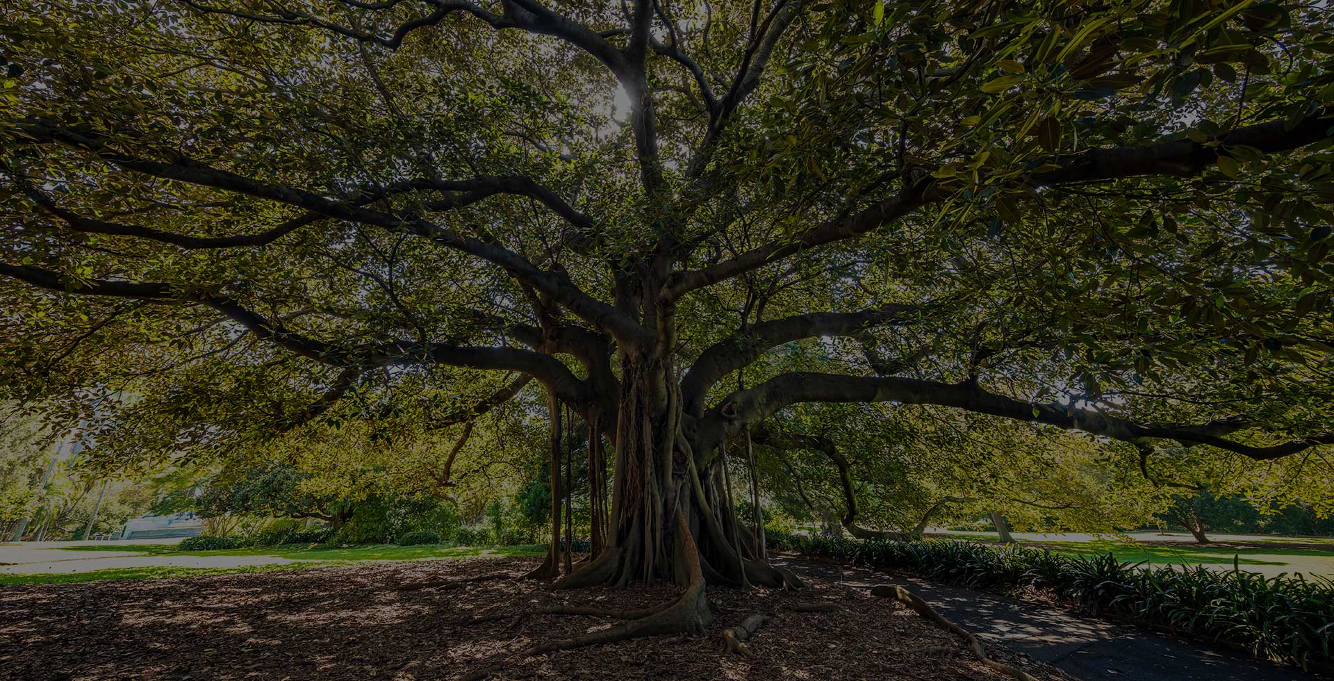 Northern Tree Care Quality, Sustainable Arboriculture Solutions