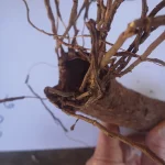 Tree Roots; Cut or Break