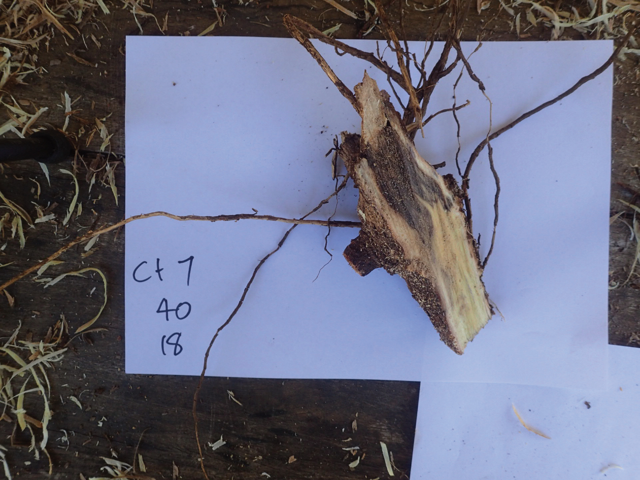 Tree Roots; Cut or Break Northern Tree Care